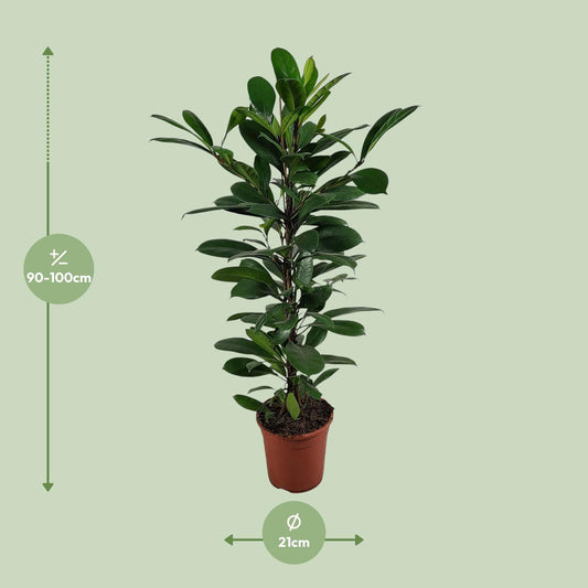 Ficus Cyathistipula - Ø21cm - ↕100cm