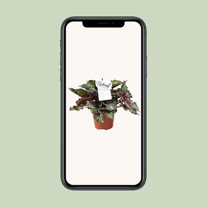 Begonia Beleaf Alaska Creek - Ø17cm - ↕32cm