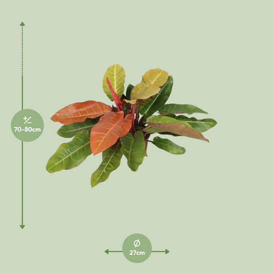 Philodendron Prince Of Orange - Ø27cm - ↕75cm