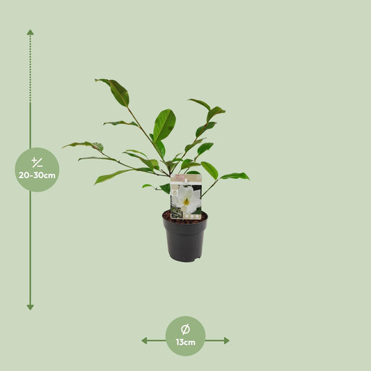 Michelia Fairy Magnolia Cream - Ø13cm - ↕25cm