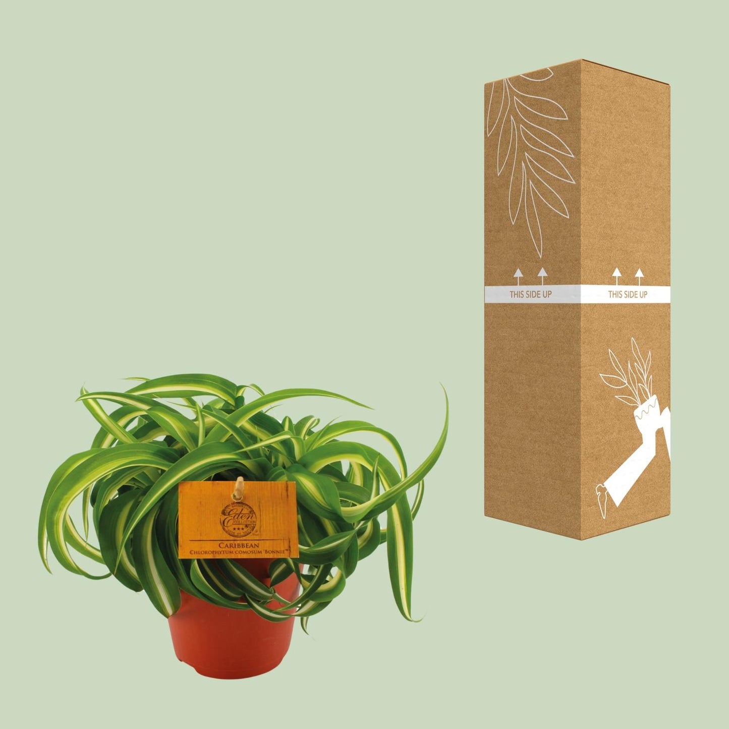 Chlorophytum Bonnie - Ø12cm - ↕20cm