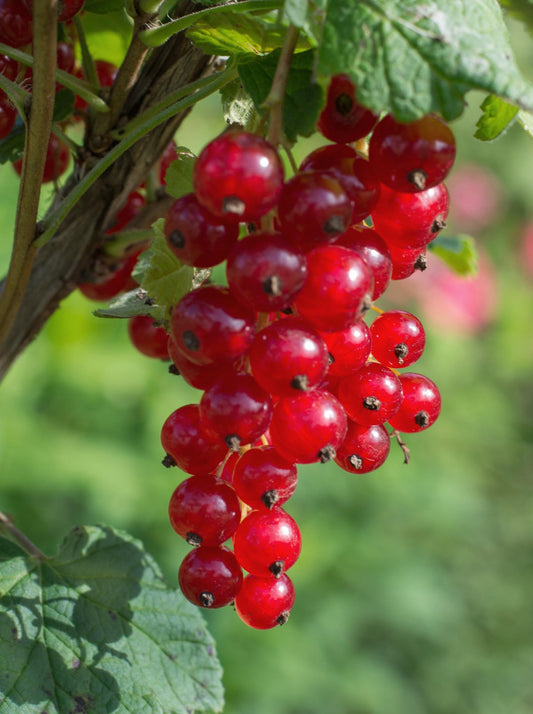 Ribes rubrum 'Jonkheer van Tets' - Ø13cm - ↕45cm