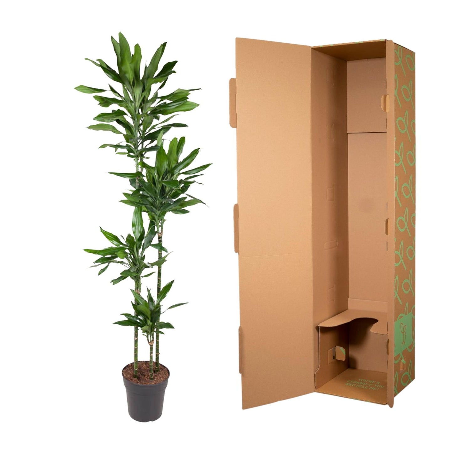 Drachenbaum Janet Lind – 180 cm pflegeleichte Zimmerpflanze