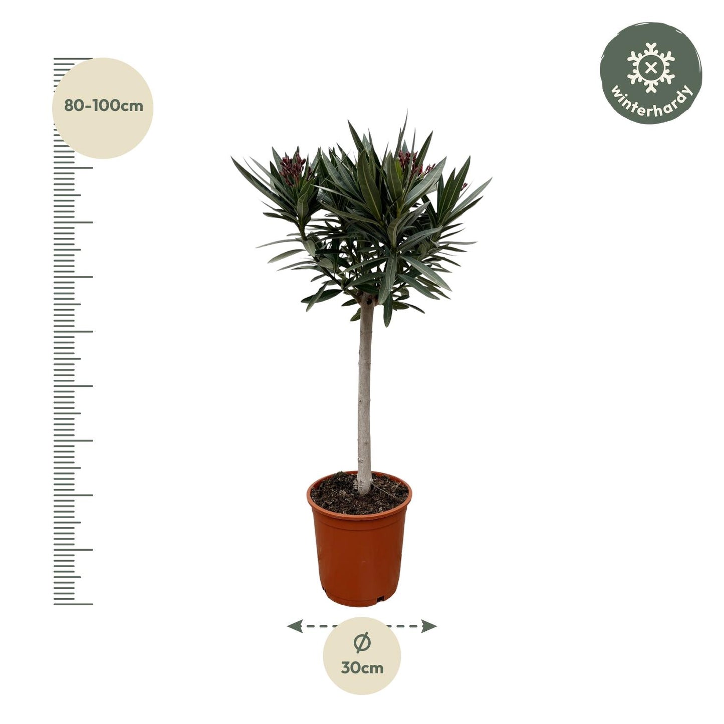 Oleander Stamm mit weißen Blüten – 90 cm Kübelpflanze