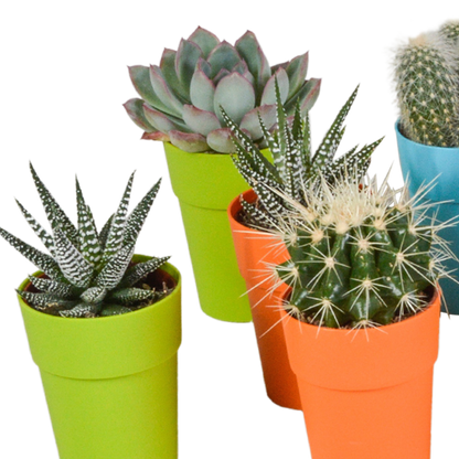 Kakteen & Sukkulenten Mix – 15 pflegeleichte Pflanzen im 5,5cm Topf