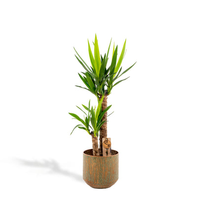 Yucca Palme 100 cm – Pflegeleichte Palmlilie für Zuhause