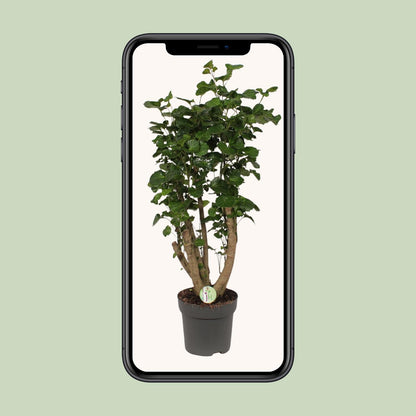 Polyscias Lemon - Ø24cm - ↕95cm