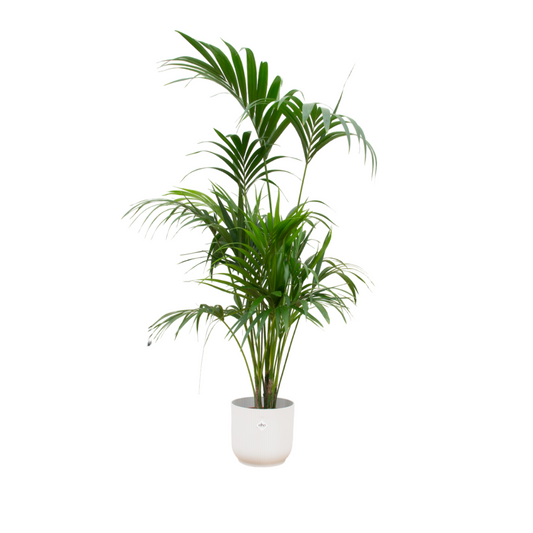 Kentia-Palme 180 cm im Elho Vibes Fold Round Topf