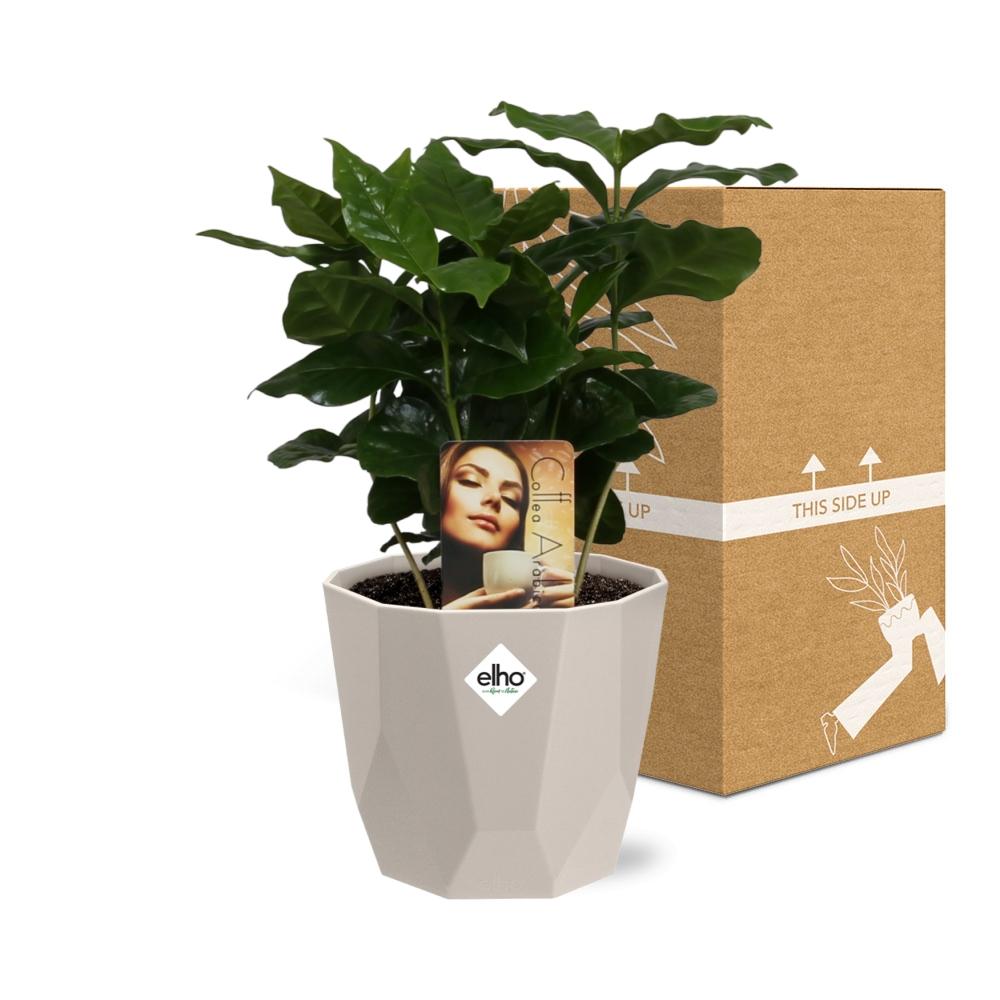 Coffea Arabica in ELHO b.for rock 14 cm warm grey