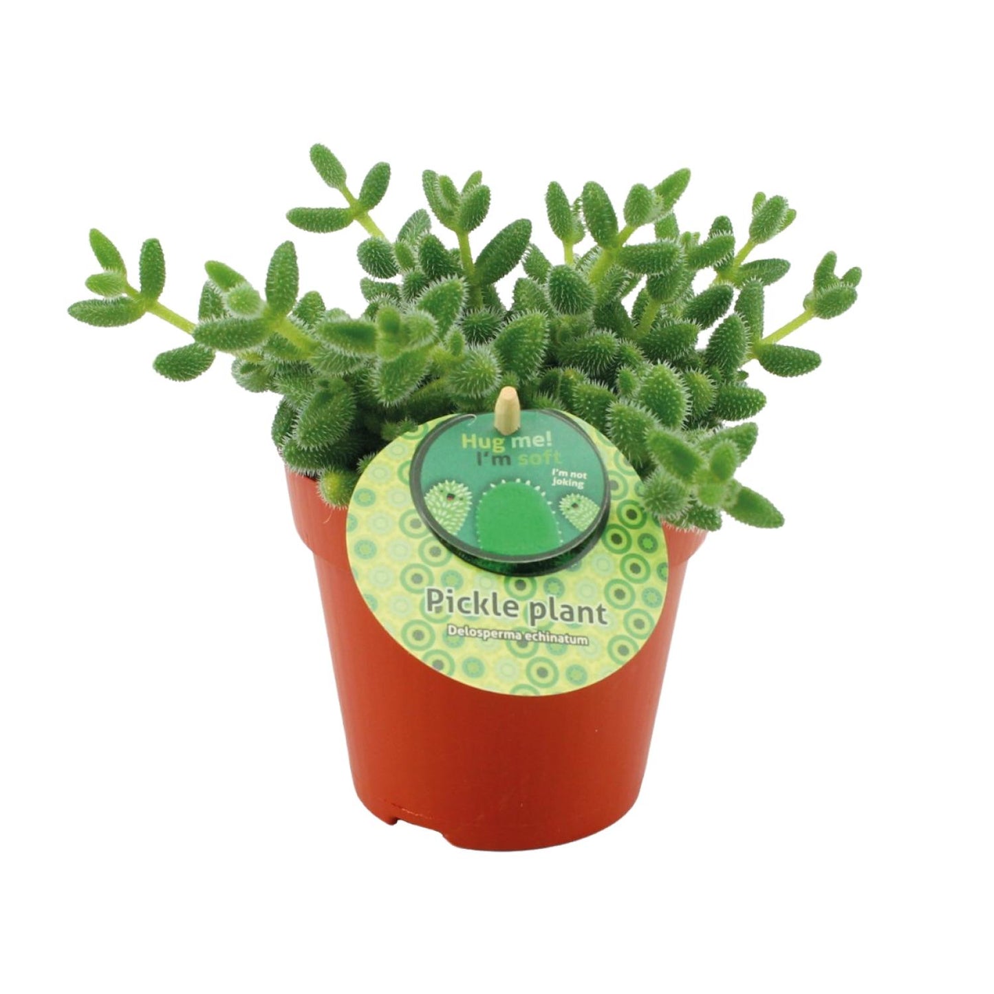 Delosperma Echinatum - Ø12 ↕20