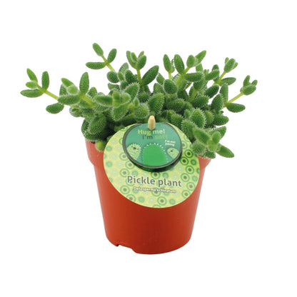 Delosperma Echinatum - Ø12 ↕20