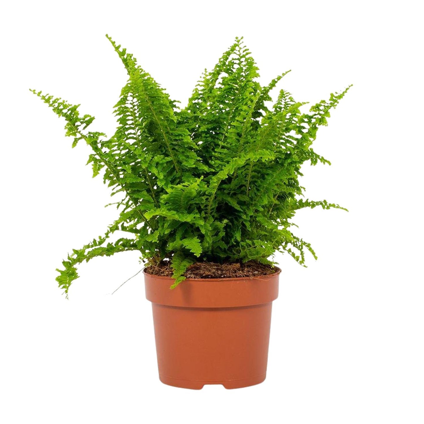 Nephrolepis Vitale 12cm - Ø12cm - ↕23cm