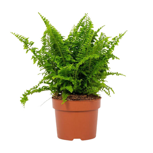 Nephrolepis Vitale 12cm - Ø12cm - ↕23cm