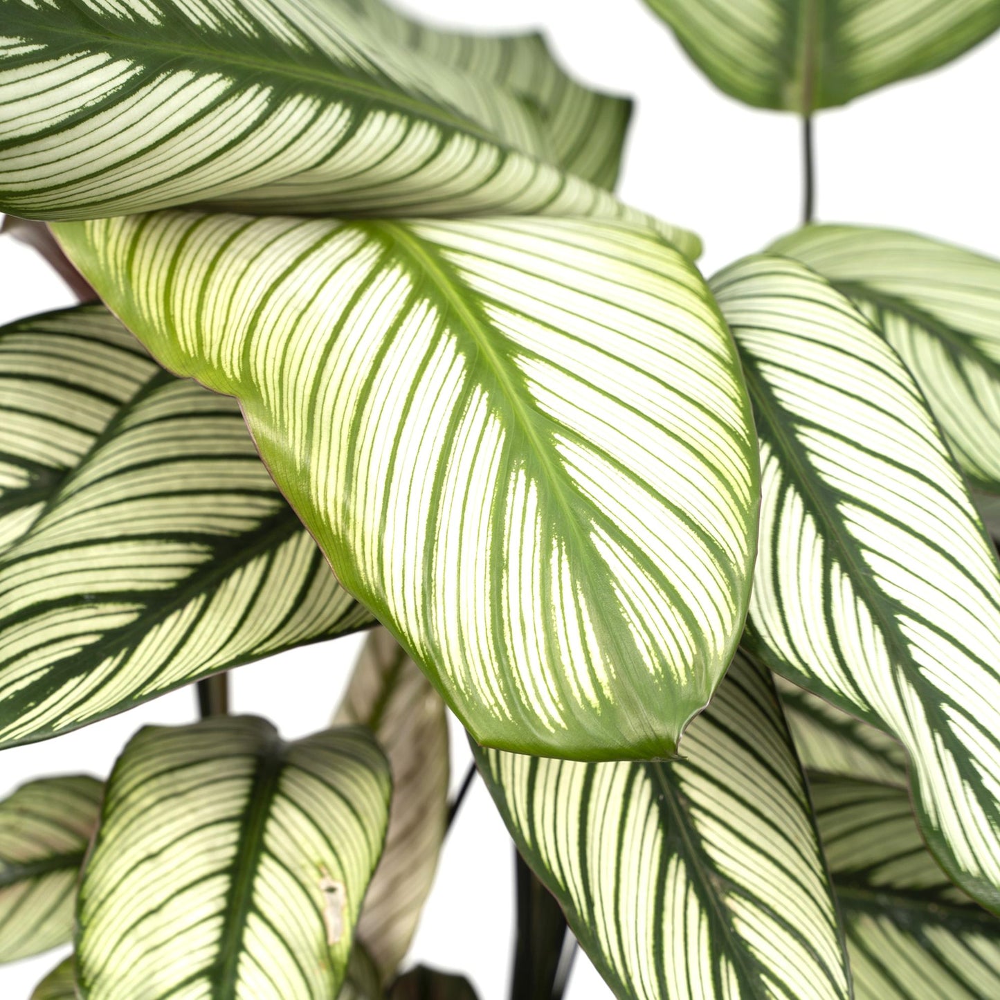 Calathea Whitestar - Pfauenpflanze - Ø19cm - ↕50cm