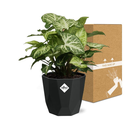 Syngonium Arrow in 14cm b.for rock living black