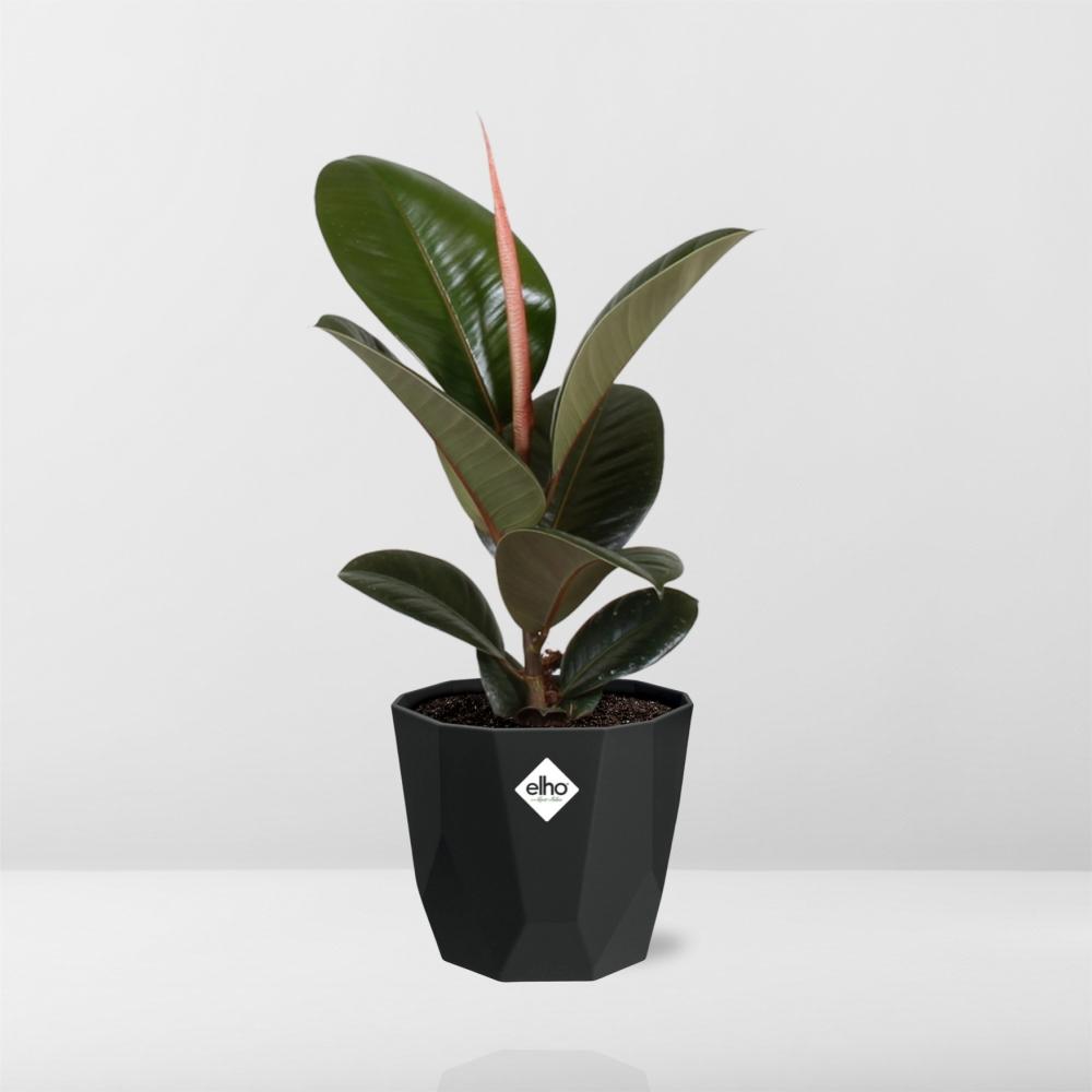 Ficus Elastica ‘Robusta’ in 14cm b.for rock living black