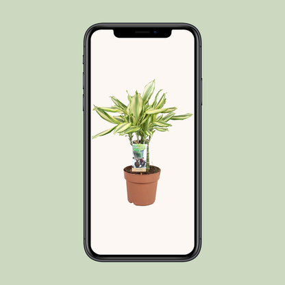 Dracaena Diamonddream - Ø17cm - ↕40cm
