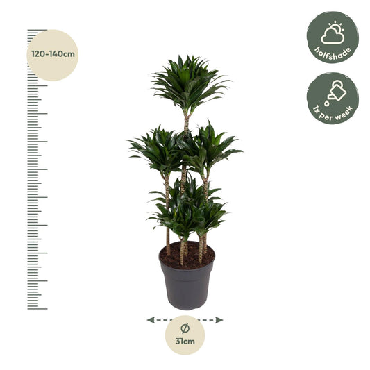 Drachenbaum 'Carrousel' – Stilvolle und pflegeleichte Zimmerpflanze 130 cm