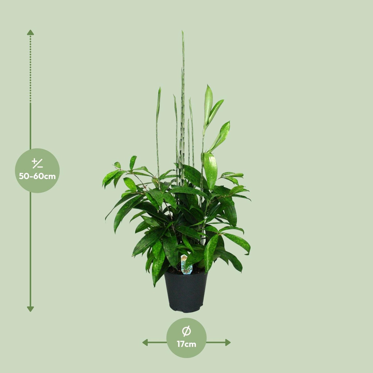 Dracaena Surculosa - Ø17cm - ↕60cm