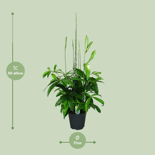 Dracaena Surculosa - Ø17cm - ↕60cm