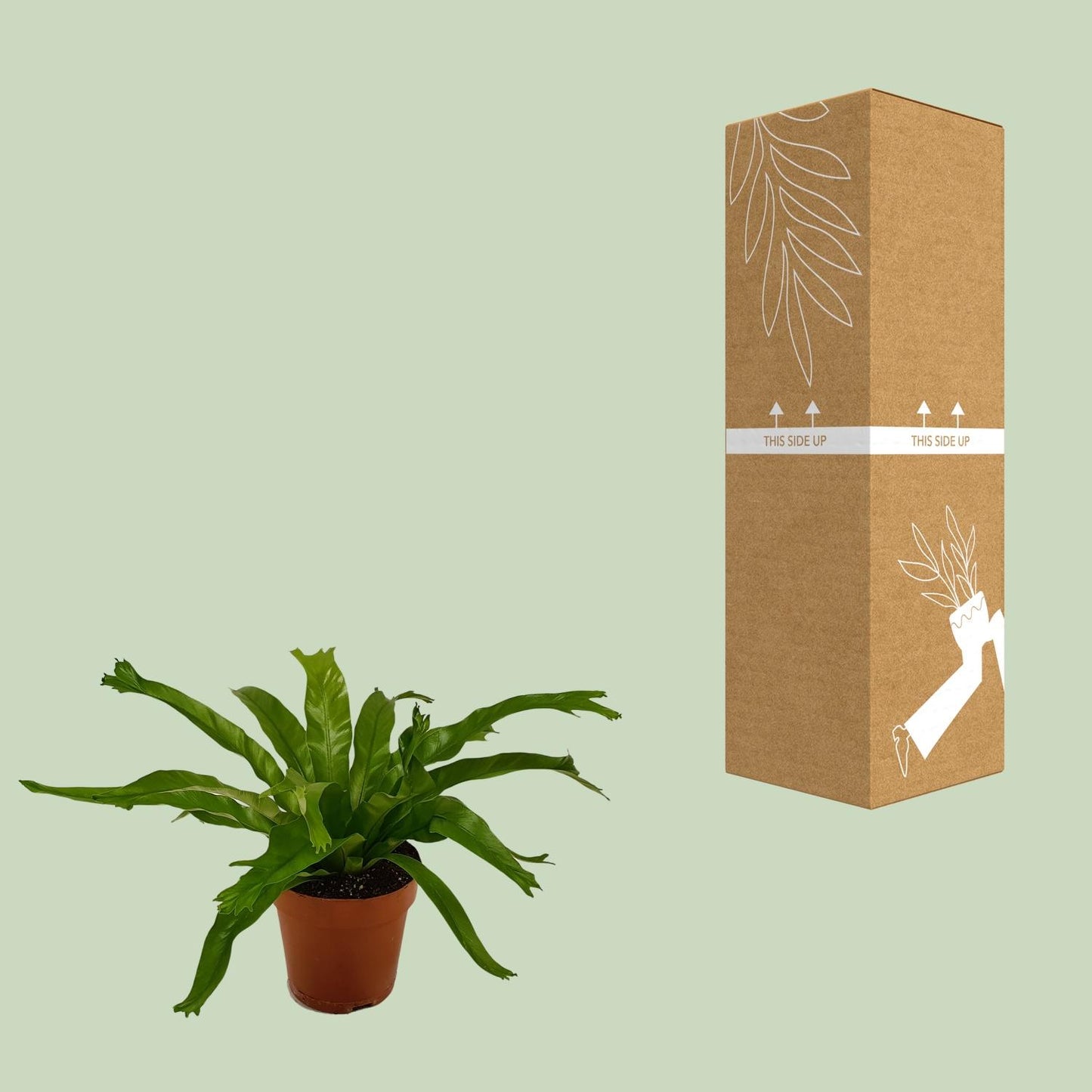 Asplenium Crissie - Ø12cm - ↕30cm
