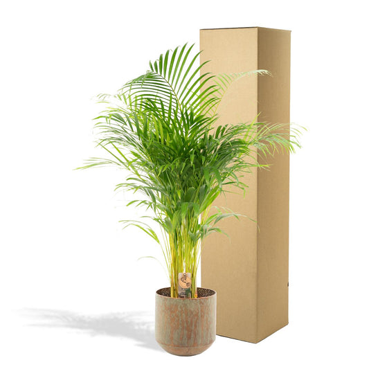 Areca Palme 130 cm – Elegante Goldfruchtpalme im Topf