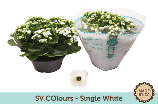 Kalanchoe Single White - Ø23cm - ↕27cm