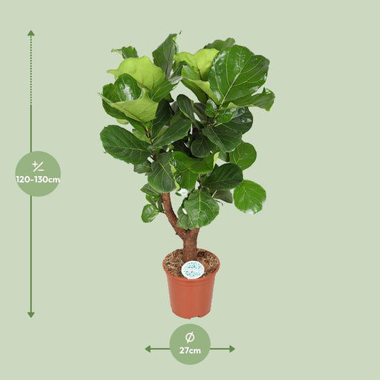 Ficus Lyrata - Ø27cm - ↕130cm