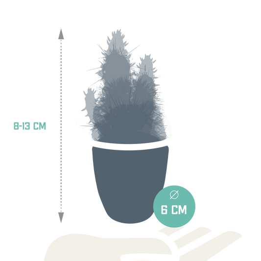 Kakteenmischung 5,5 cm - 5x - in witte pot