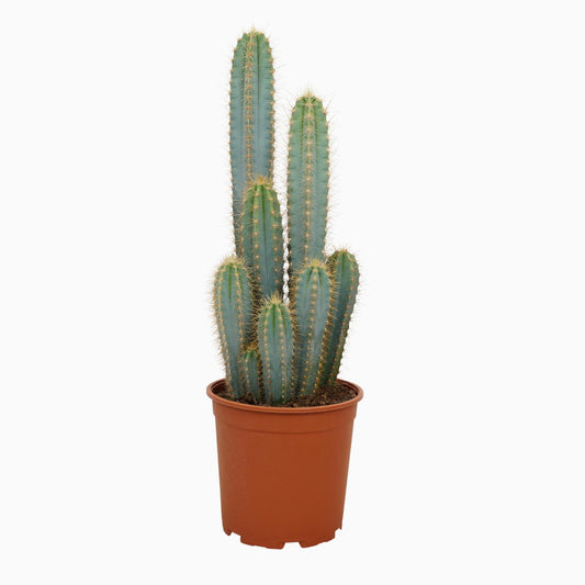 Blauer Säulenkaktus 21 cm – Pilosocereus azureus