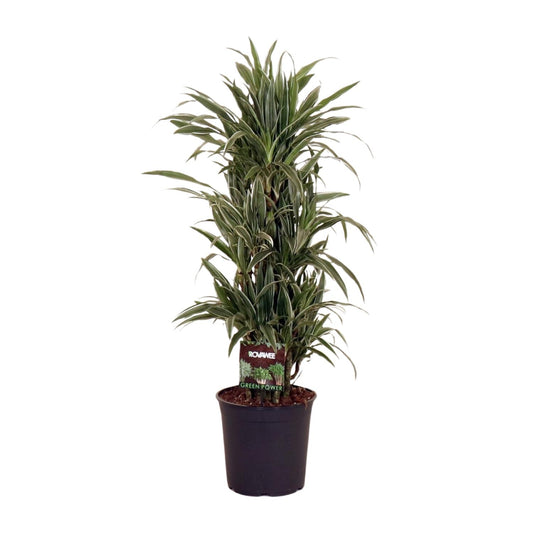 Dracaena Frag. Warneckei - Ø27cm - ↕110cm