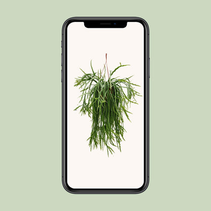 Lepismium Asuntapatense - Ø20cm - ↕60cm