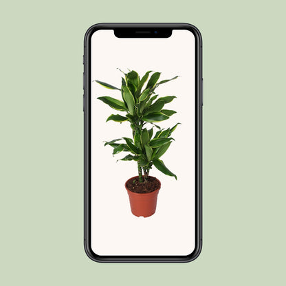 Dracaena Golden Coast - Ø17cm - ↕70cm