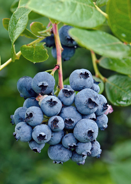 Vaccinium corymbosum 'Reka' - Ø13cm - ↕45cm
