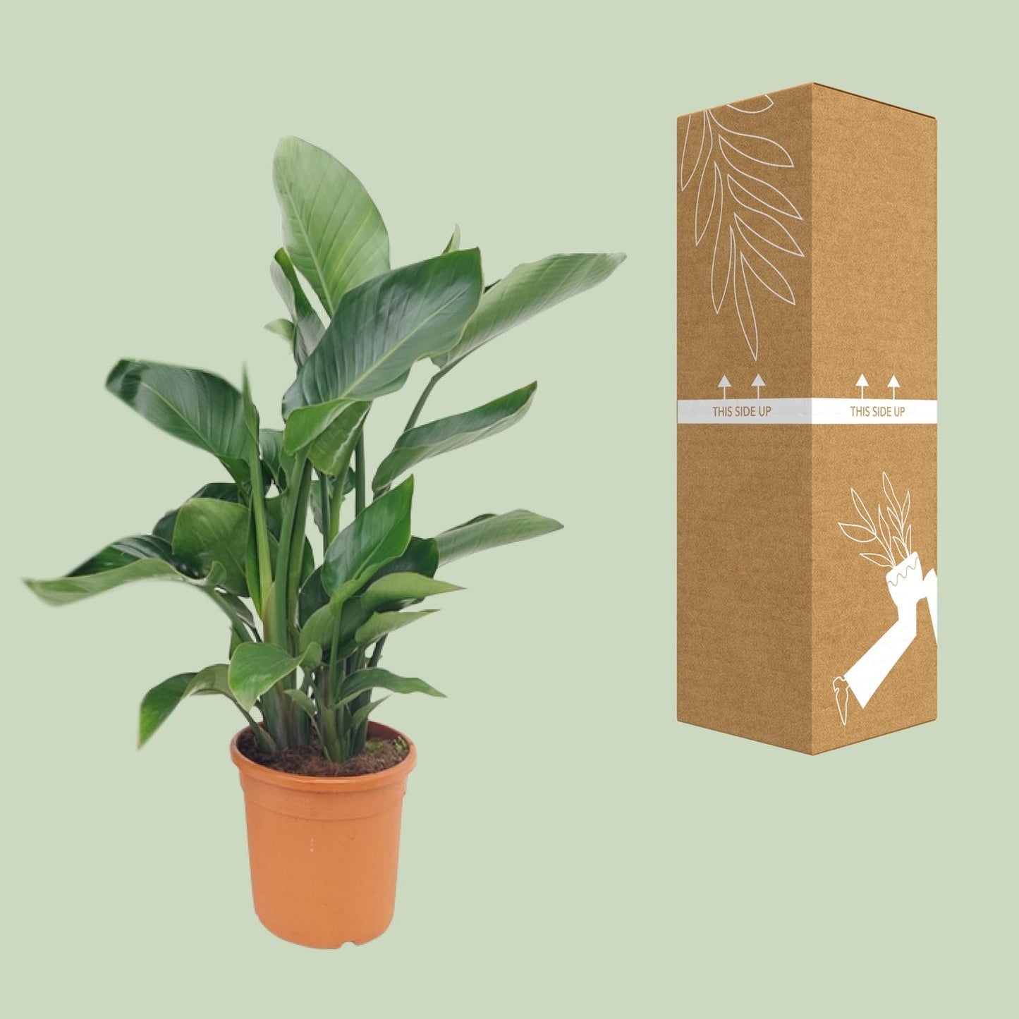 Strelitzia Nicolai - Ø22cm - ↕85cm