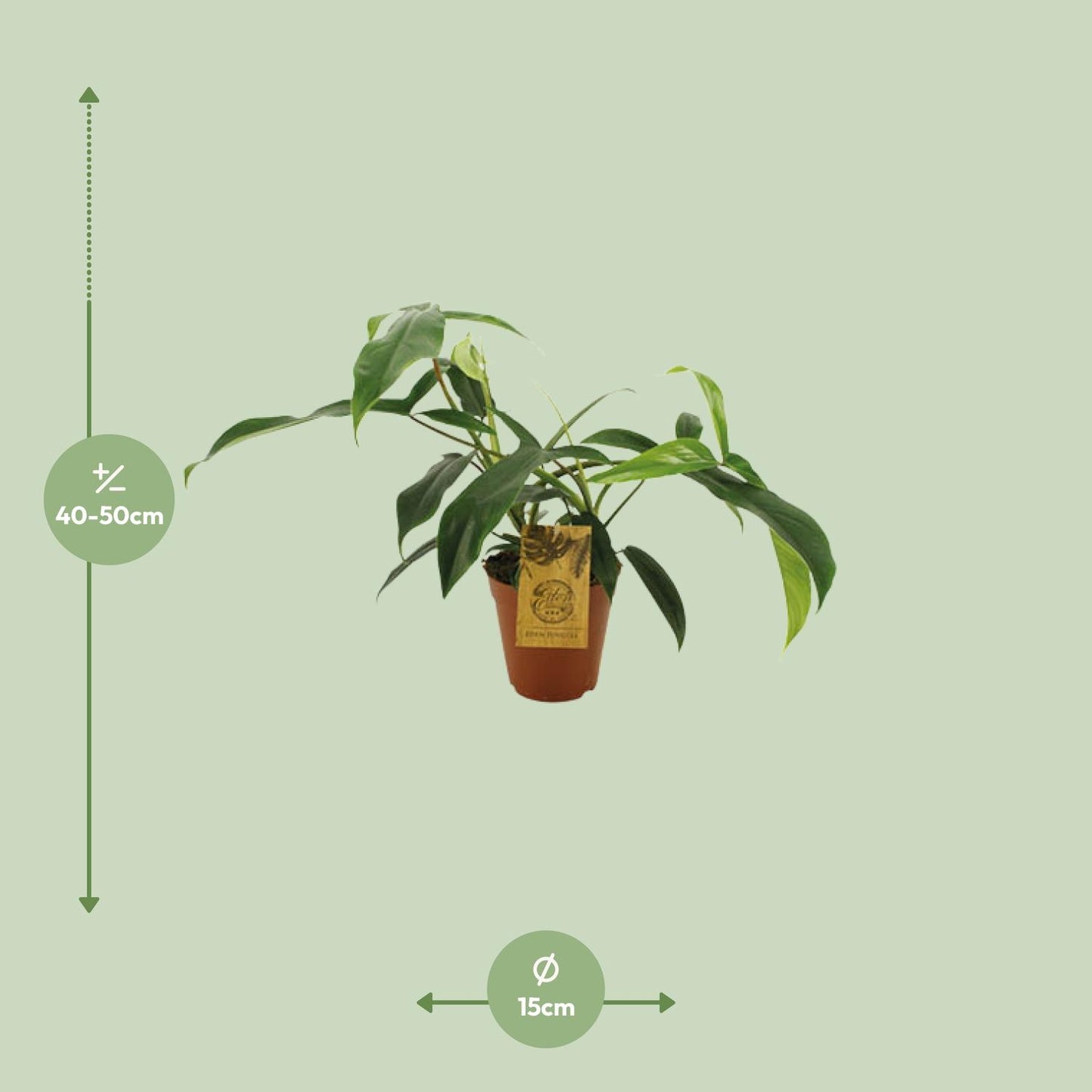 Philodendron 69686 "bette waterbury" - Ø15cm - ↕50cm