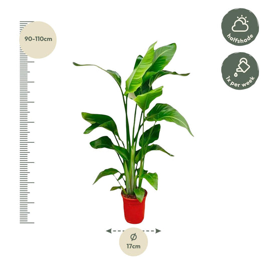 Weiße Paradiesvogelblume – Tropische Zimmerpflanze 70-90 cm