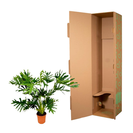 Baumfreund Selloum – Tropische, pflegeleichte Zimmerpflanze 100 cm