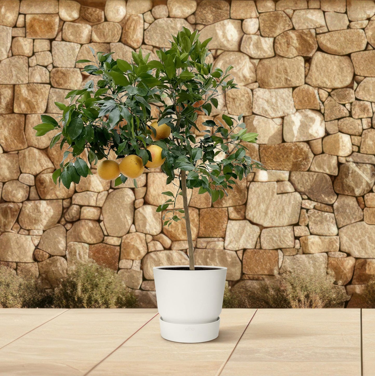Pampelmuse – 150 cm Mediterrane Zitruspflanze