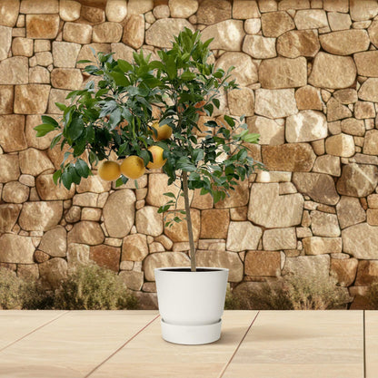 Pampelmuse – 150 cm Mediterrane Zitruspflanze