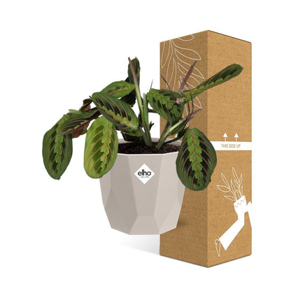 Maranta Leuconeura ‘Fascinator’ Tricolor in ELHO b.for rock 14 cm warm grey