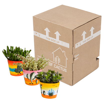 Dickblatt-Mix 3er Set im handbemalten Mexiko-Topf 10,5 cm