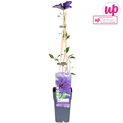 Clematis The President - Clematis Lila - Ø15cm - ↕65cm