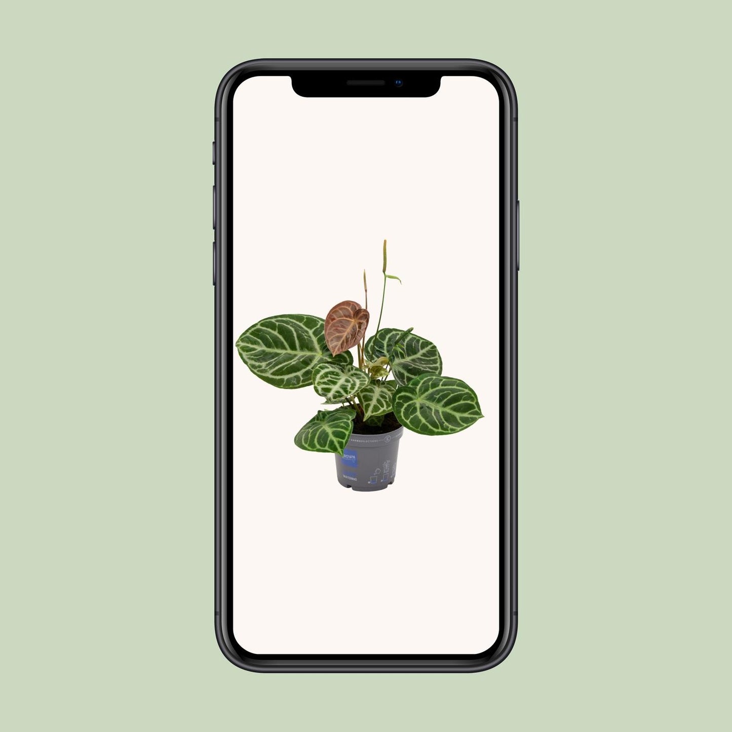 Anthurium Crystal Hybride Compact - Ø17cm - ↕40cm