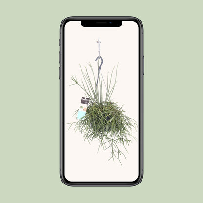 Rhipsalis Pilocarpa - Ø17cm - ↕30cm
