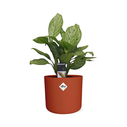 Aglaonema Christina in ELHO b.for soft rond 14cm brique