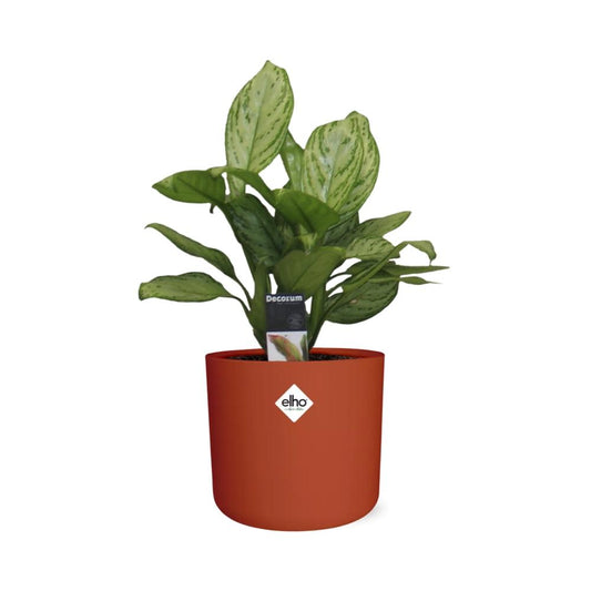 Aglaonema Christina in ELHO b.for soft rond 14cm brique