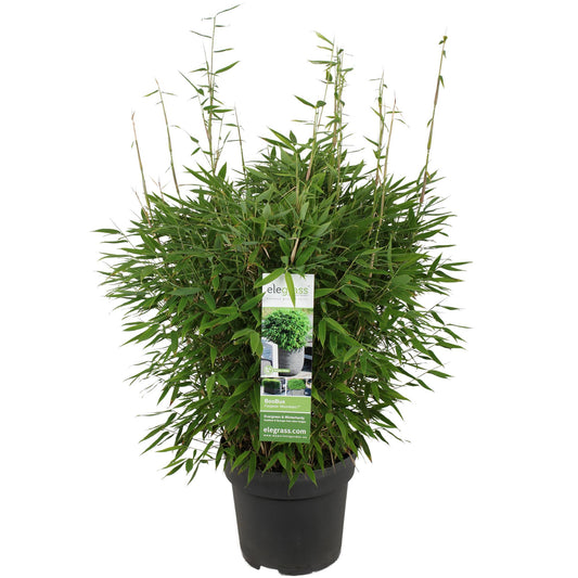 Fargesia 'Moontears'Â® Boobux - Ø29cm - ↕70cm