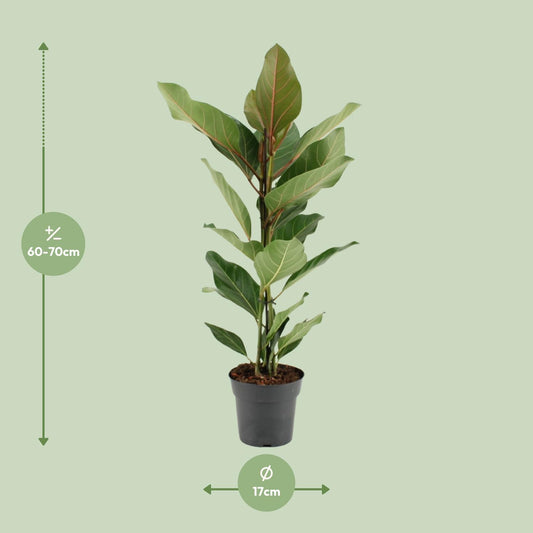 Ficus Benghalensis Joy - Ø17cm - ↕65cm