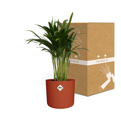 Areca Palm in ELHO b.for soft rond 14cm brique